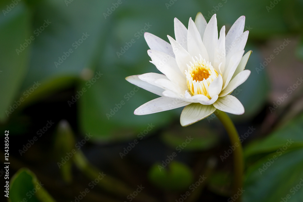Beautiful big lotus close up. Beautiful big lotus close up.