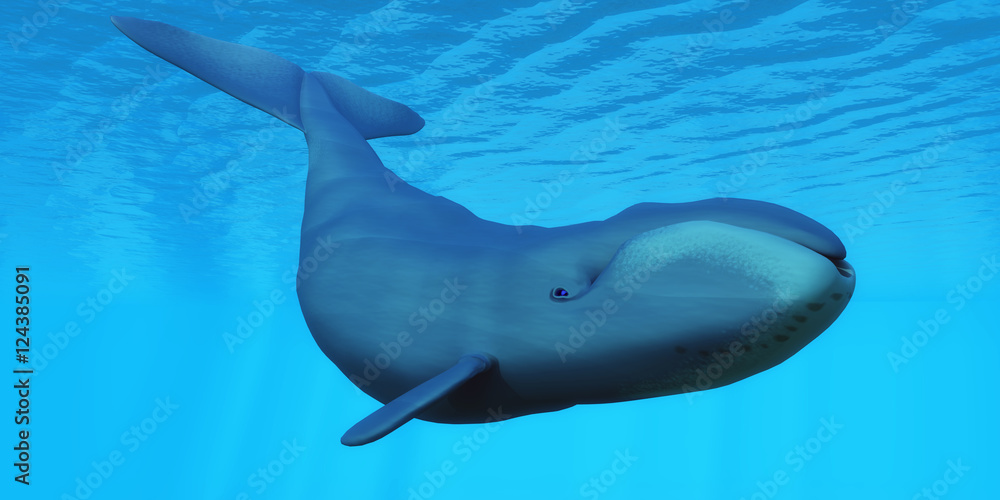 Naklejka premium Bowhead Whale - The Bowhead baleen whale can live to the age of 200 years old and lives in family pods.