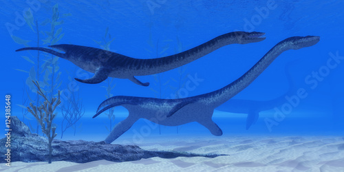 Plesiosaurus Jurassic Reptiles - Plesiosaurus marine reptile dinosaurs swim together in Jurassic Seas to find their next prey. photo