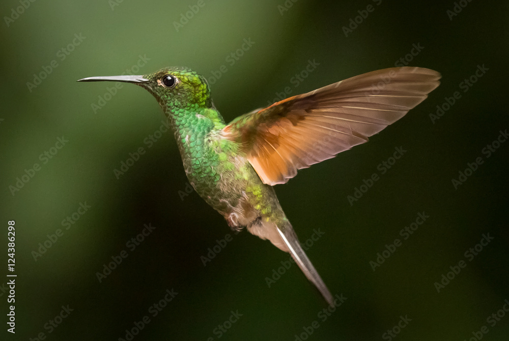 humming bird humming bird