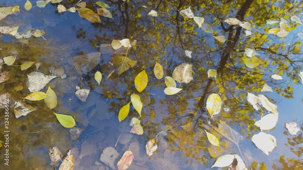 Fallen autumn leaves floating in puddle water. Autumn nature background. Fallen autumn leaves floating in puddle water. Autumn nature background.