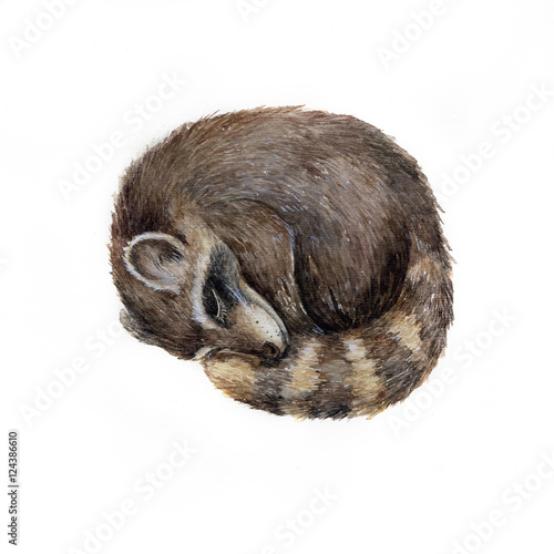 Watercolor cute sleeping raccoon isolated on white. Animalillustration photo