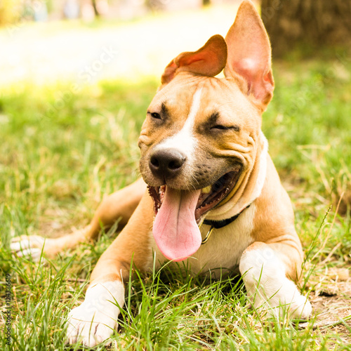 Happy funny puppy 