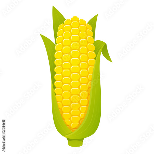 Corncob on white background