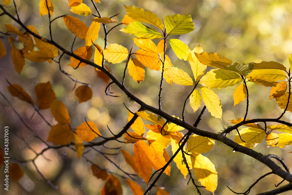 Crimean october beech branch with red leaves natural autumn back Crimean october beech branch with red leaves natural autumn back
