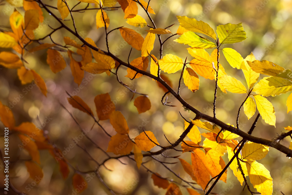 Crimean october beech tree branch with colorful autumn leaves natural background Crimean october beech tree branch with colorful autumn leaves natural background