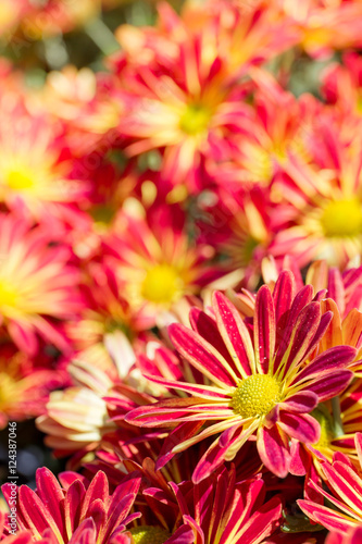 Image of Thai chrysanthemum close up.
