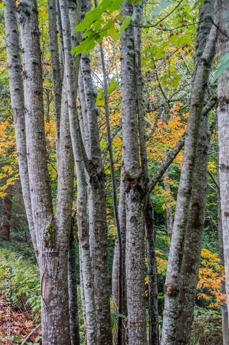 Fototapeta Naklejka Na Ścianę i Meble -  Birch Trees Closeup