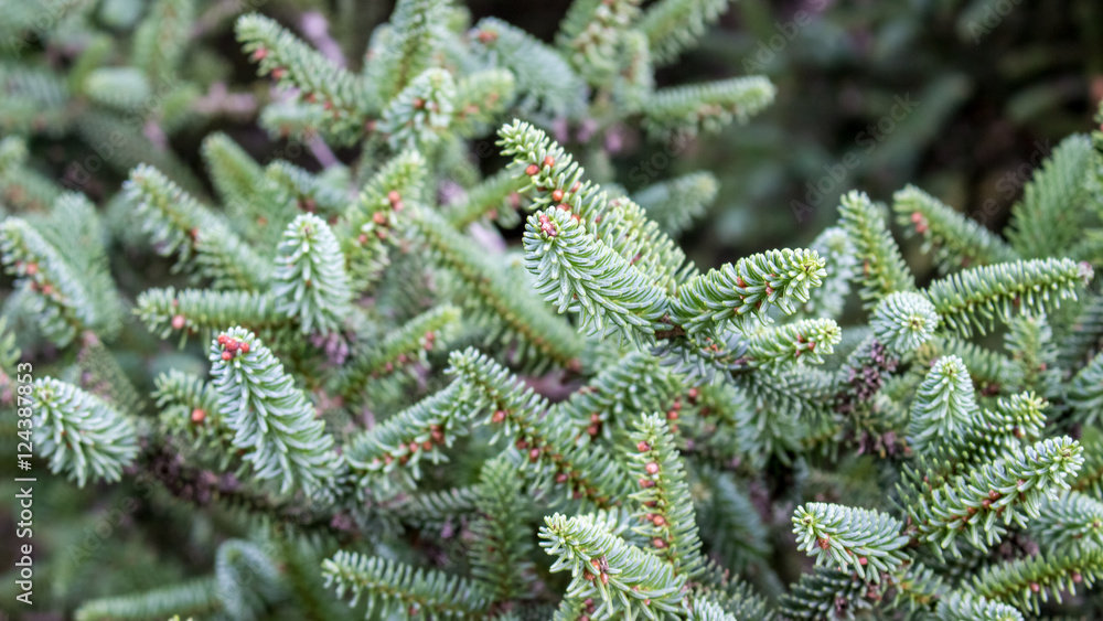 Closeup of a Christmas tree branches