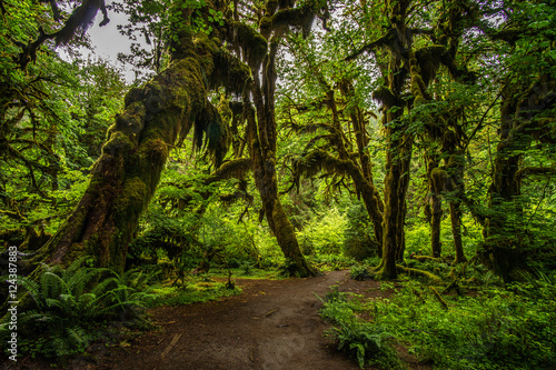 Hoh Rainforest