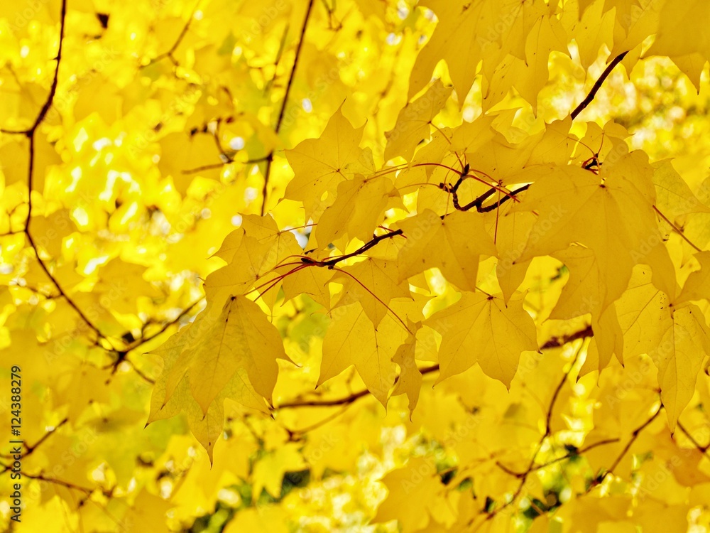 Maple Maple