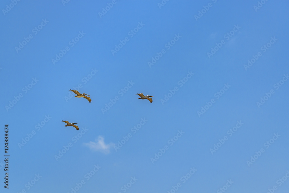 Birds Flying at Blue Sky Santa Elena Ecuador