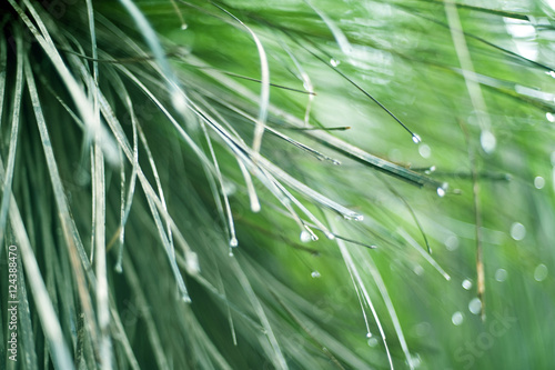 Water droplets suspended on grass