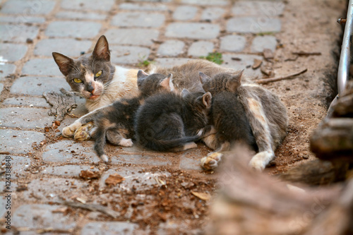 homeless cat with kittens