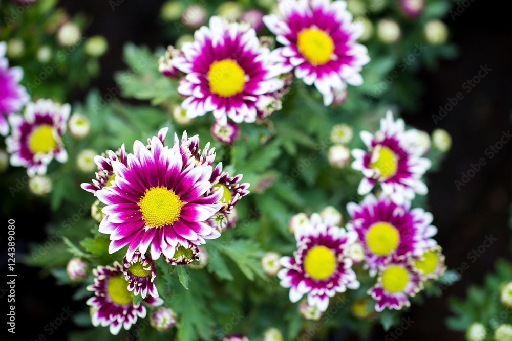 Chrysanthemum flower close up in white background. Chrysanthemum flower close up in white background.