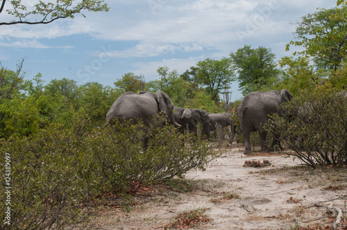 safari in bostwana