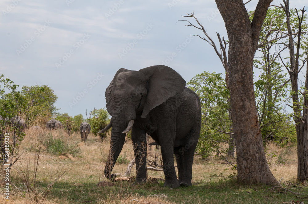 safari in bostwana