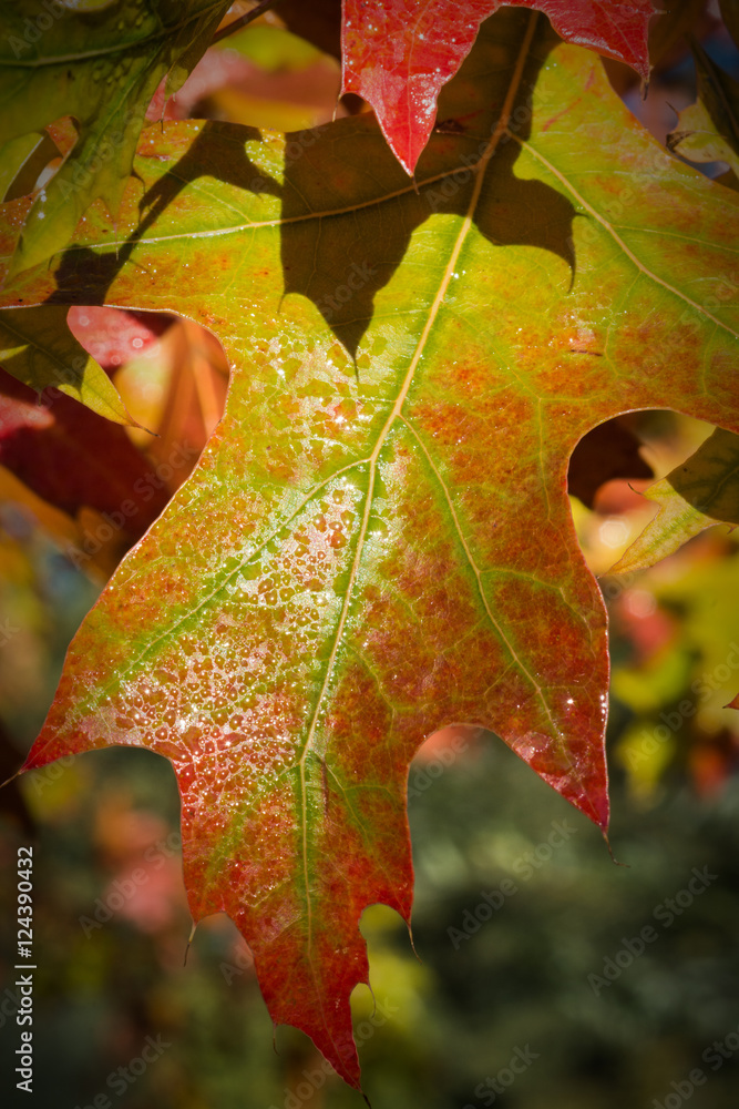Fototapeta premium Herbstblätter
