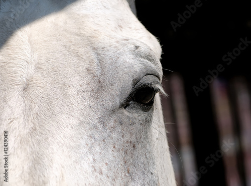 Eye of a white horse close up