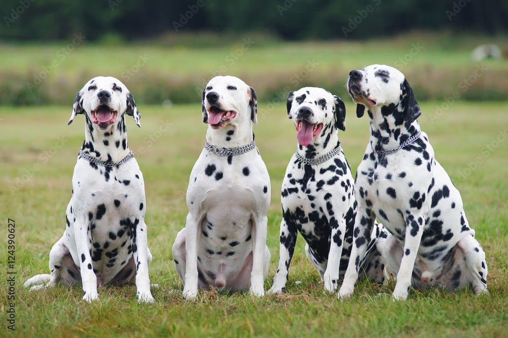 Group of four obedient Dalmatian dogs sitting outdoors on a green grass Group of four obedient Dalmatian dogs sitting outdoors on a green grass