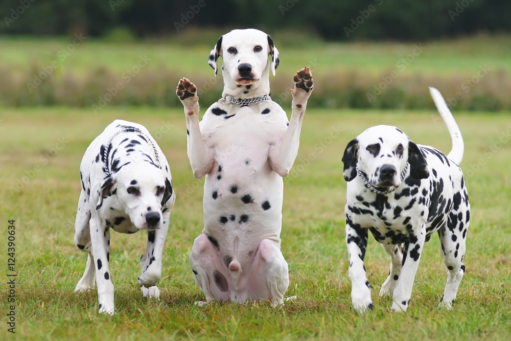 Funny Dalmatian dog sitting outdoors between others Dalmatians and showing its paws