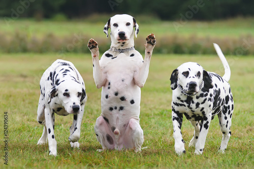 Funny Dalmatian dog sitting outdoors between others Dalmatians and showing its paws