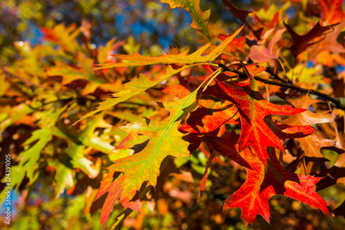 Wallpaper Mural Herbstlaub Torontodigital.ca