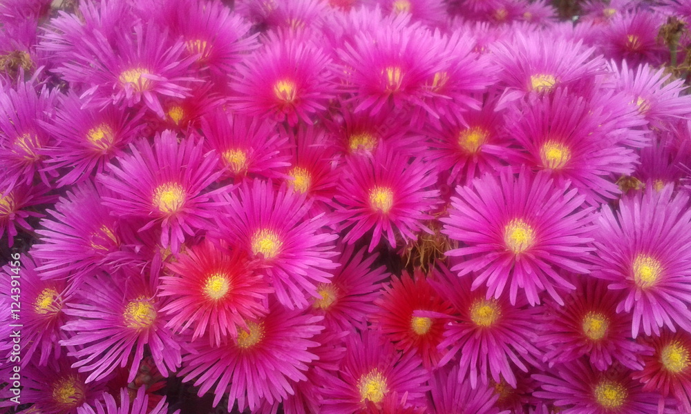 flores flores