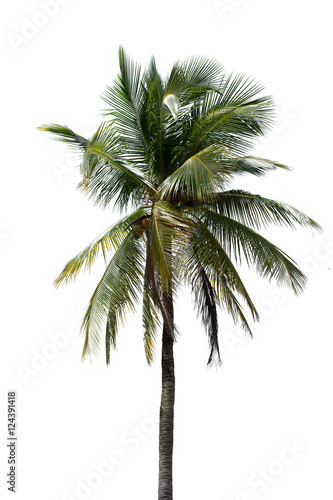 palm tree of coconut isolated on white background