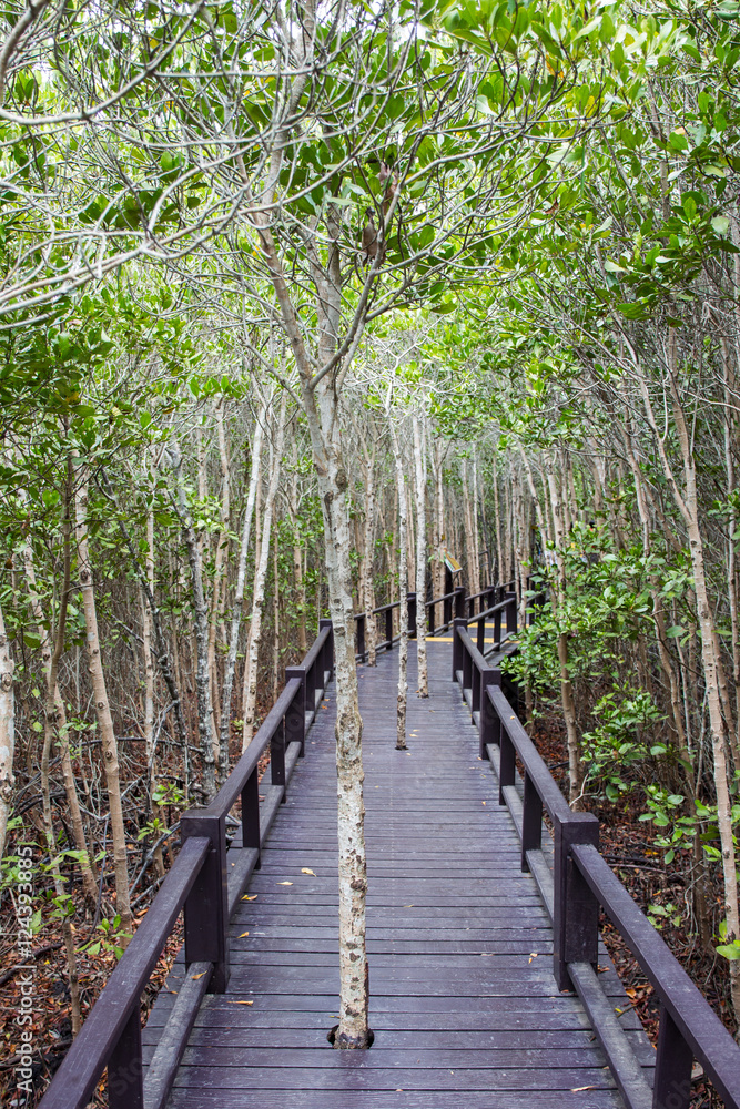 Fototapeta premium Wooden walk path in mangrove.
