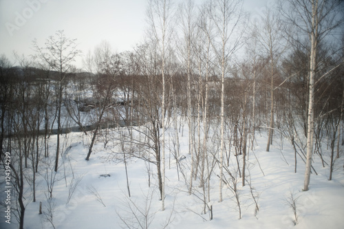 birch trees in winter