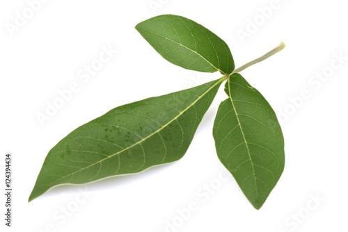 Five-leaved chaste tree, Chinese chaste, Indian privet, Negundo chest nut (Vitex trifolia Linn.) Leaves and herbs have medicinal properties.