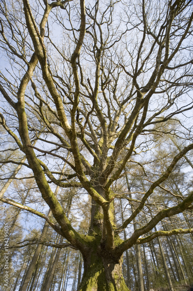 deciduous tree deciduous tree