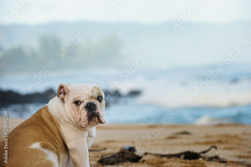 English Bulldog puppy on sandy beach with ocean waves