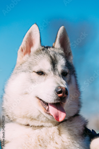 Close Up Of Young Funny Gray Husky Puppy Dog