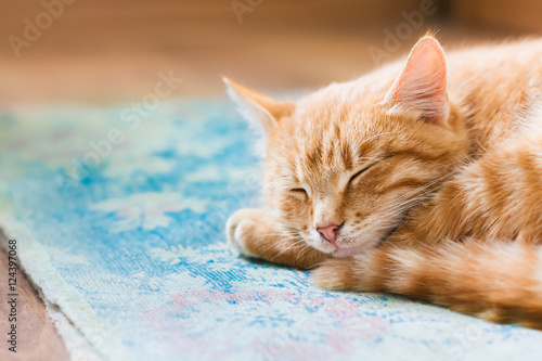 Close Red Tabby Mixed Breed Short-Haired Domestic Young Cat, Sle © Grigory Bruev
