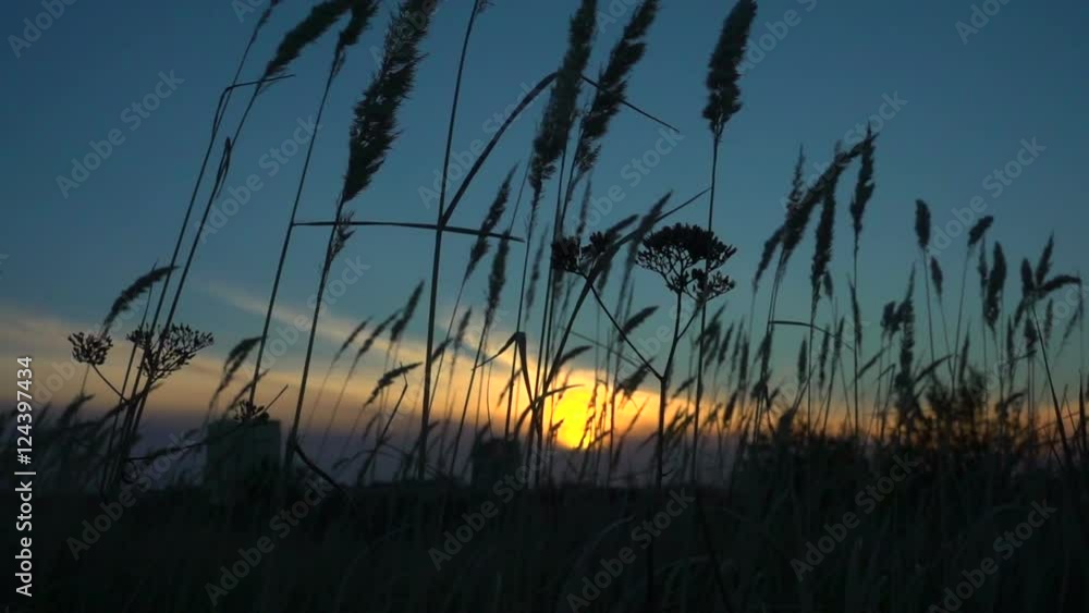 grass sways in the wind, tranquil landscape at sunset, slow motion grass sways in the wind, tranquil landscape at sunset, slow motion