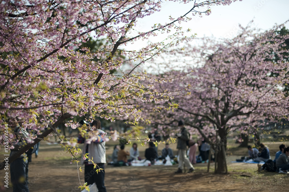 Pink cherry blossom Yoyogi Park, Japan
