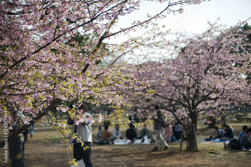 Pink cherry blossom Yoyogi Park, Japan