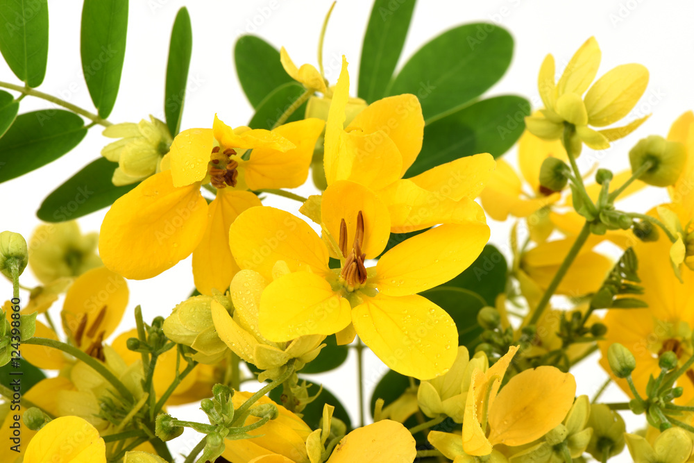 Fototapeta premium Scrambled eggs, Kalamona (Senna surattensis (Burm.f.) HSIrwin & Barneby) flowers, herbs, Thailand properties of the medicine, the leaves can be eaten as a vegetable and a sacred tree.