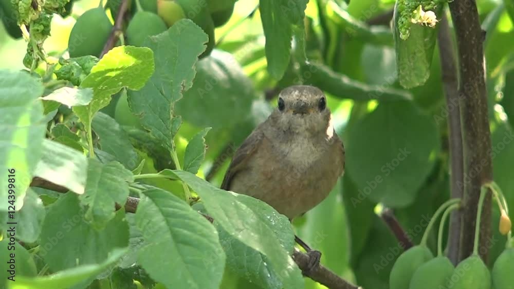 Redstart Female Bird in the Branches of a Large Plum Alarming Redstart Female Bird in the Branches of a Large Plum Alarming