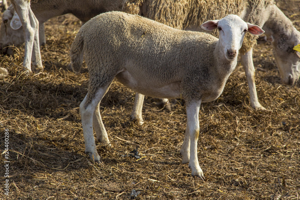 Obraz premium small white sheep