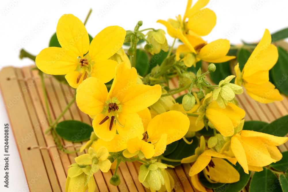 Scrambled eggs, Kalamona (Senna surattensis (Burm.f.) HSIrwin & Barneby) flowers, herbs, Thailand properties of the medicine, the leaves can be eaten as a vegetable and a sacred tree. Scrambled eggs, Kalamona (Senna surattensis (Burm.f.) HSIrwin & Barneby) flowers, herbs, Thailand properties of the medicine, the leaves can be eaten as a vegetable and a sacred tree.