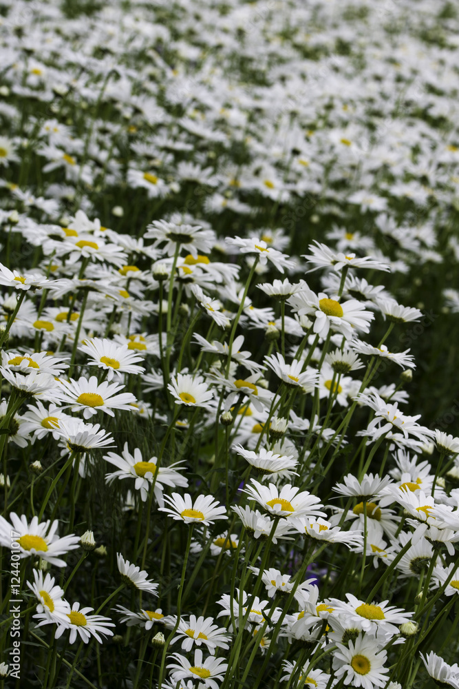 Daisy field