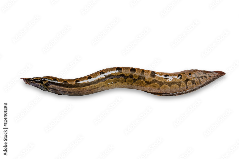 Bengal swamp eel fish or Indian eel fish (Anguilla bengalensis) Bengal swamp eel fish or Indian eel fish (Anguilla bengalensis)