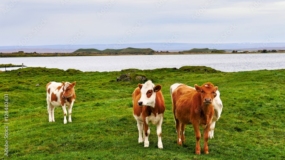 Icelandic cows