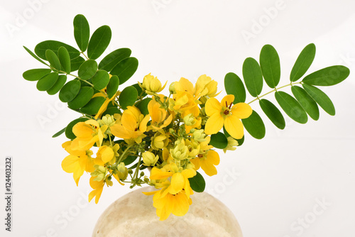 Scrambled eggs, Kalamona (Senna surattensis (Burm.f.) HSIrwin & Barneby) flowers, herbs, Thailand properties of the medicine, the leaves can be eaten as a vegetable and a sacred tree. photo