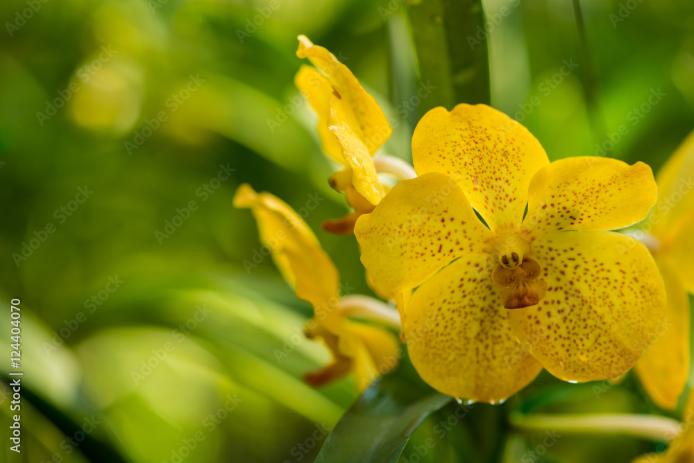Fototapeta premium Close up of yellow with brown dots vanda