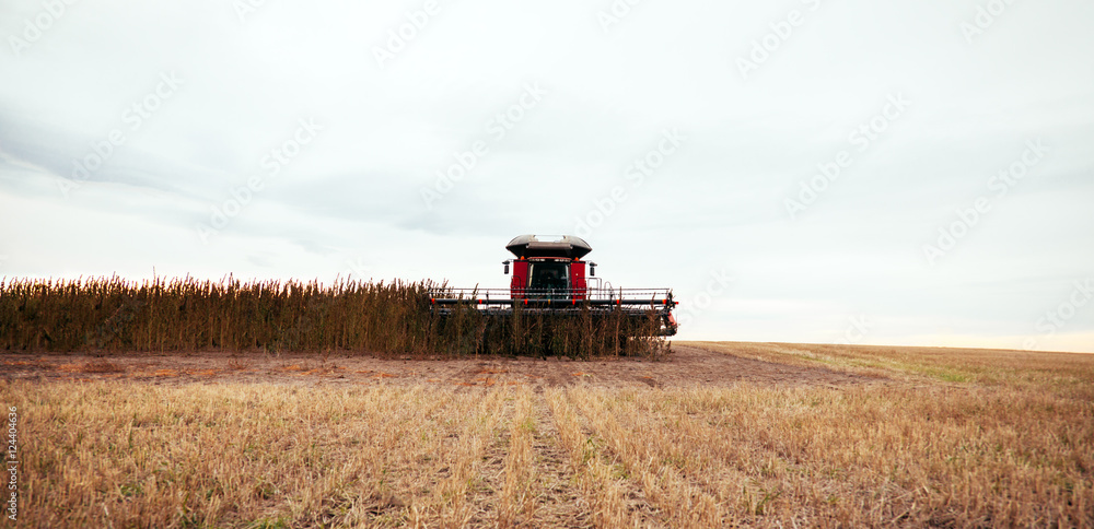 Fototapeta premium Combine Harvesting Hemp