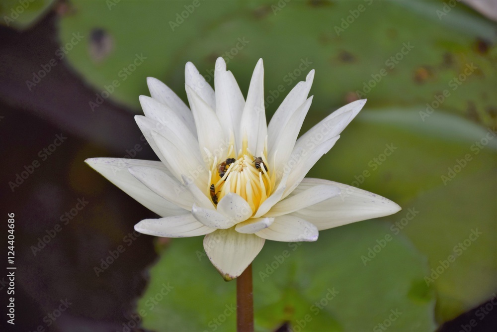 lotus lotus